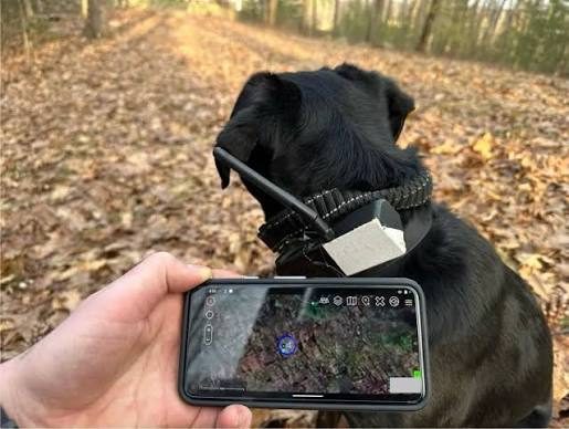 Dog wearing a collar tracker, with its position shown on a phone map